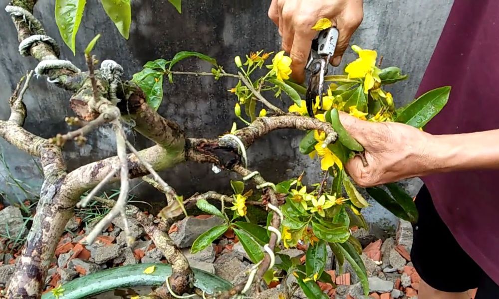 Sử dụng dụng cụ chuyên dụng để cắt tỉa, tránh vết cắt bị dập nát Sử dụng dụng cụ chuyên dụng để cắt tỉa, tránh vết cắt bị dập nát
