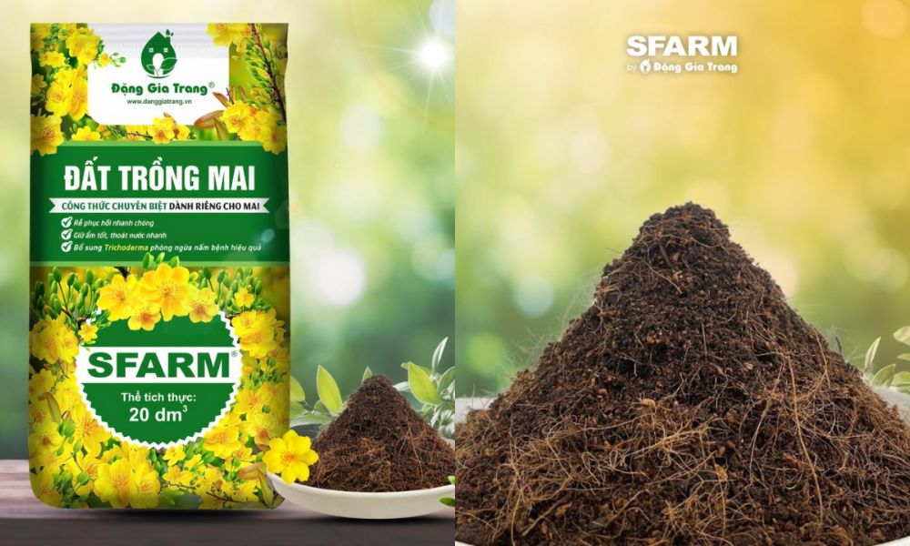 Đất trồng mai SFARM với công thức chuyên biệt cho mai, không cần phối trộn thêm Đất trồng mai SFARM với công thức chuyên biệt cho mai, không cần phối trộn thêm