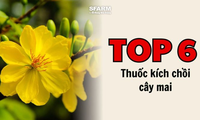 thuoc tang truong kich re cho cay mai thumb