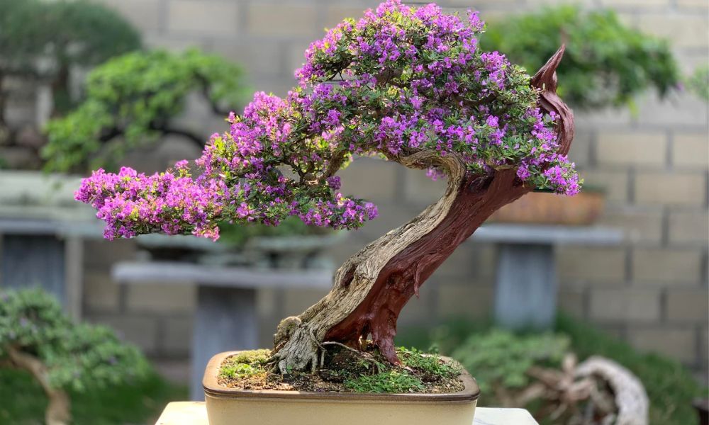 Cây cảnh bonsai