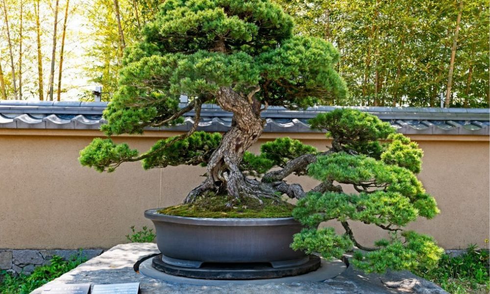 Cây cảnh bonsai