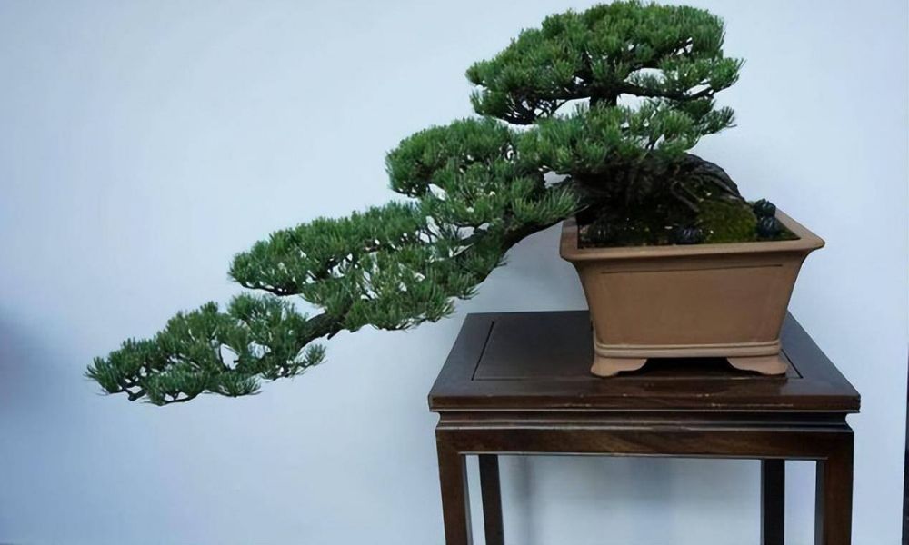 Cây cảnh bonsai