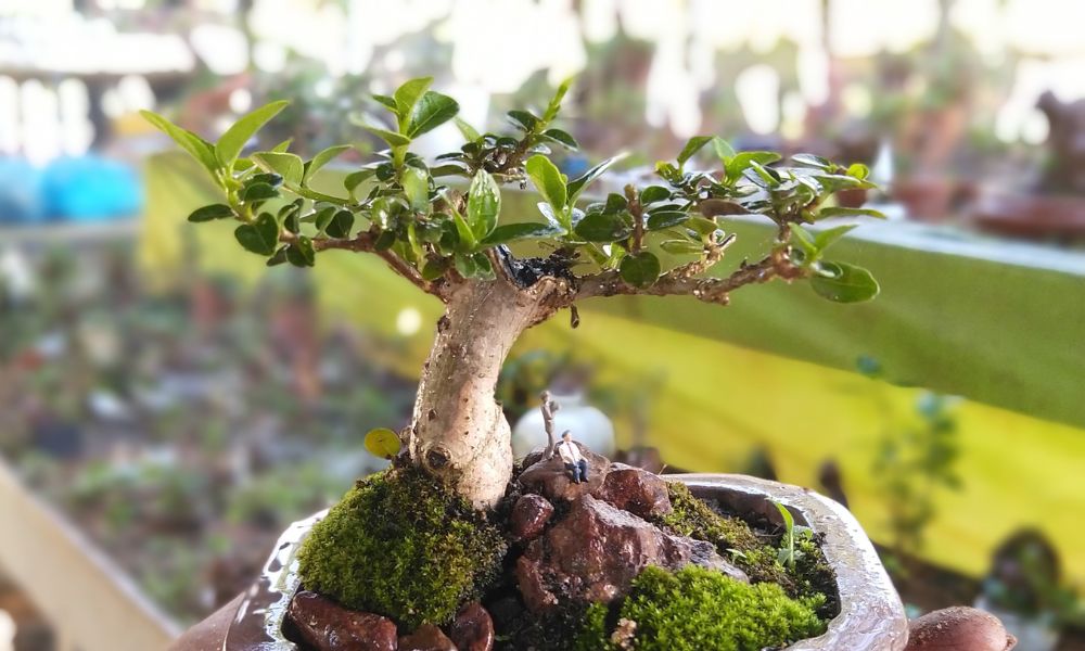 Cây cảnh bonsai