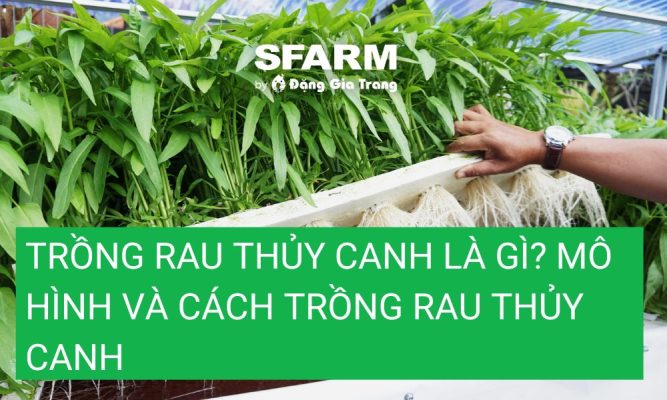 trong rau thuy canh la gi thumb