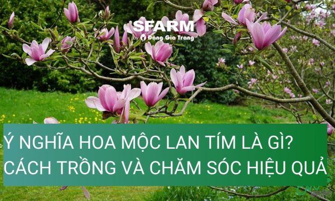 y nghia hoa moc lan tim cach trong va cham soc thumb