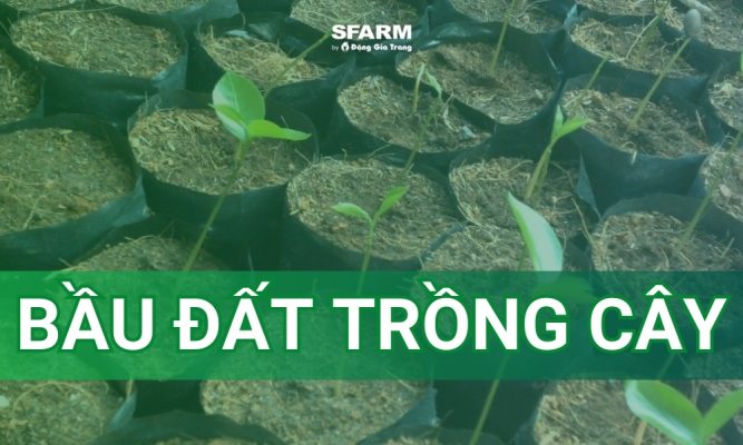 bầu cây trồng đất là gì?