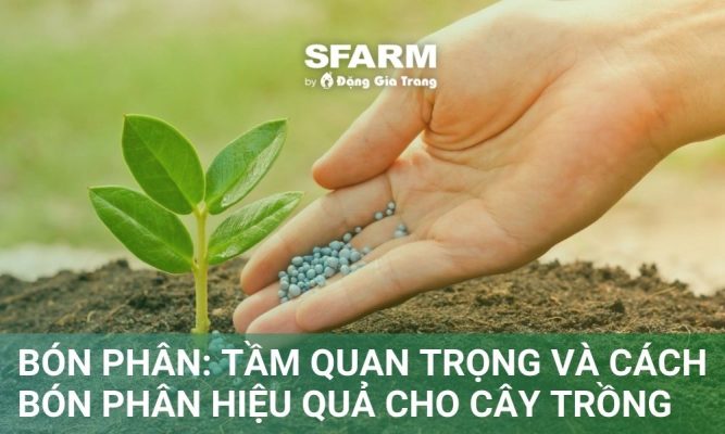 Bón phân: Tầm quan trọng và cách bón hiệu quả cho cây trồng