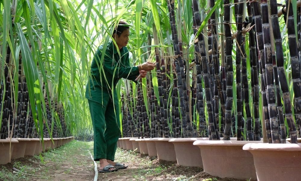 Bón phân nào làm tăng độ ngọt cho cây mía