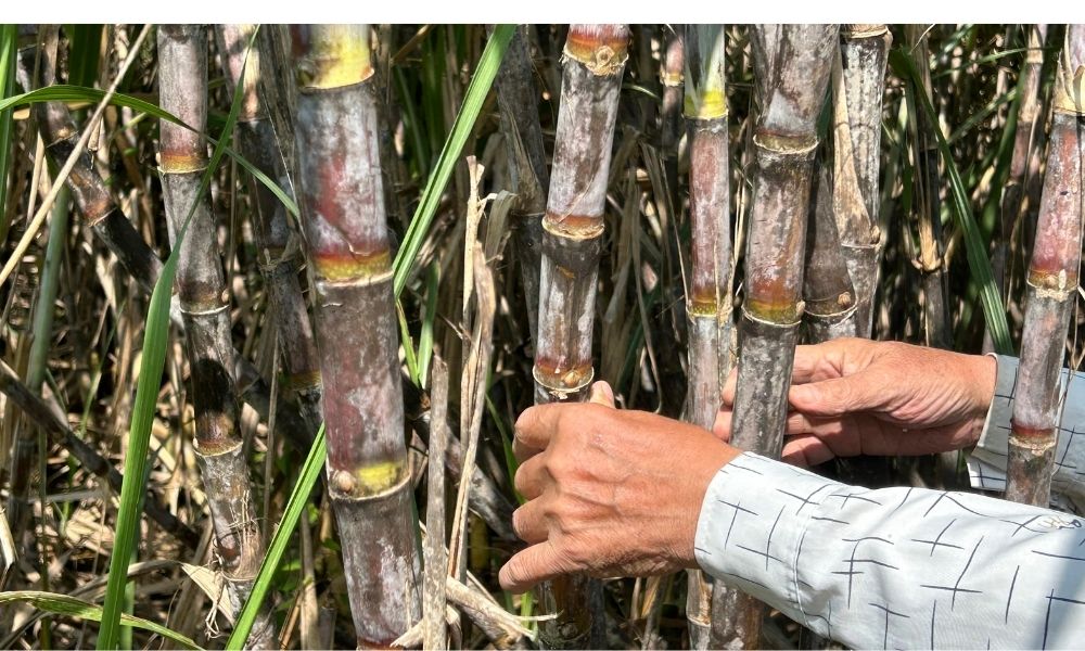 Bón phân nào làm tăng độ ngọt cho cây mía