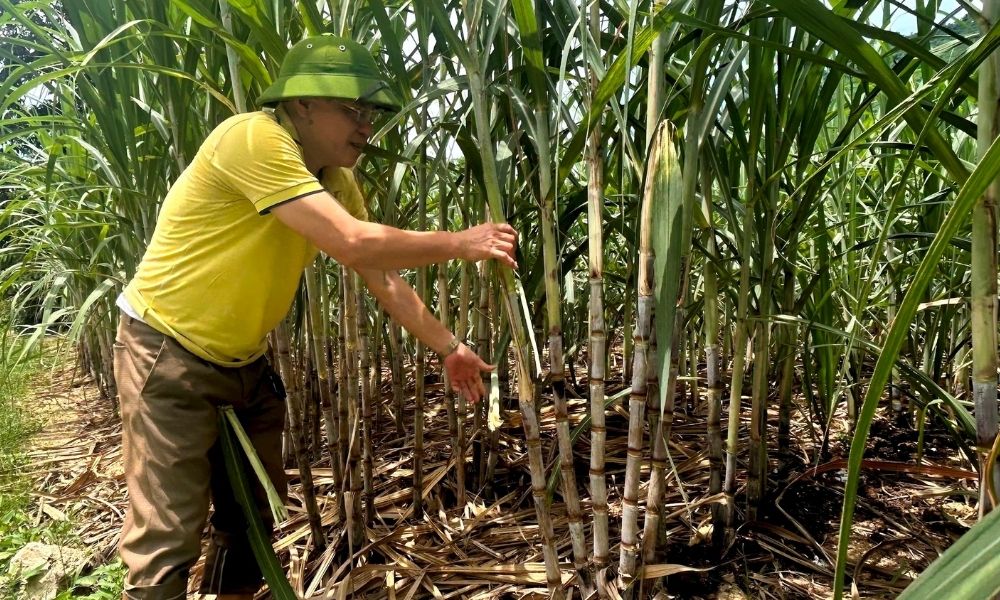 Bón phân nào làm tăng độ ngọt cho cây mía