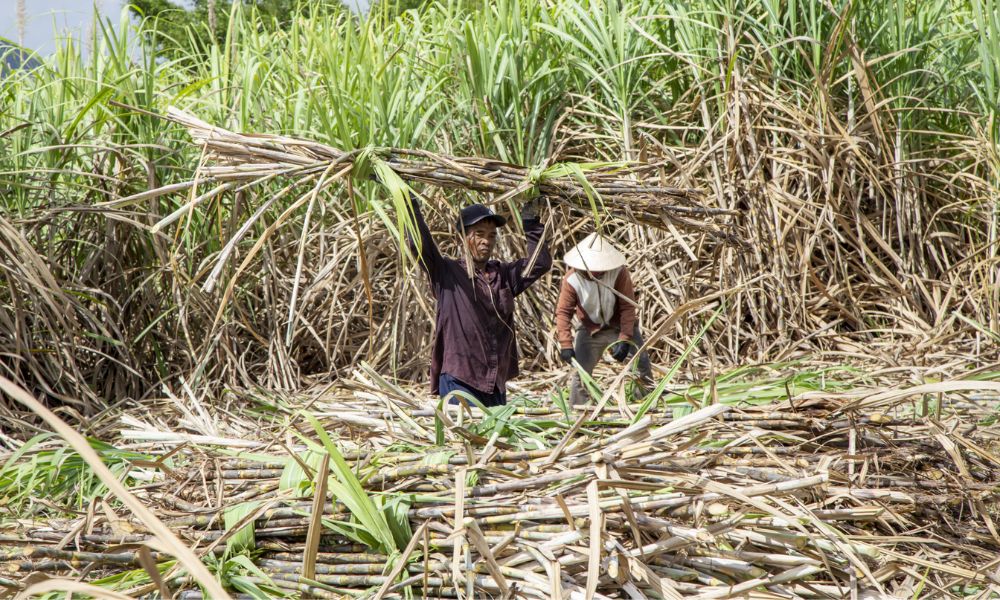 Bón phân nào làm tăng độ ngọt cho cây mía