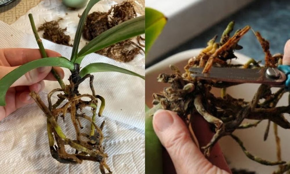 Cách chăm sóc hoa địa lan sau Tết nở đẹp, đơn giản, dễ làm