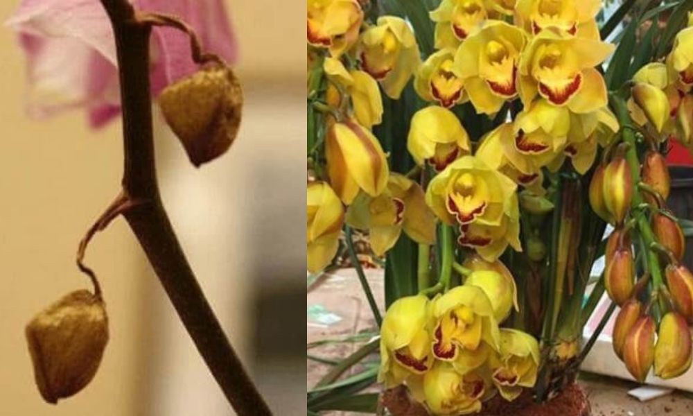 Cách chăm sóc hoa địa lan sau Tết nở đẹp, đơn giản, dễ làm