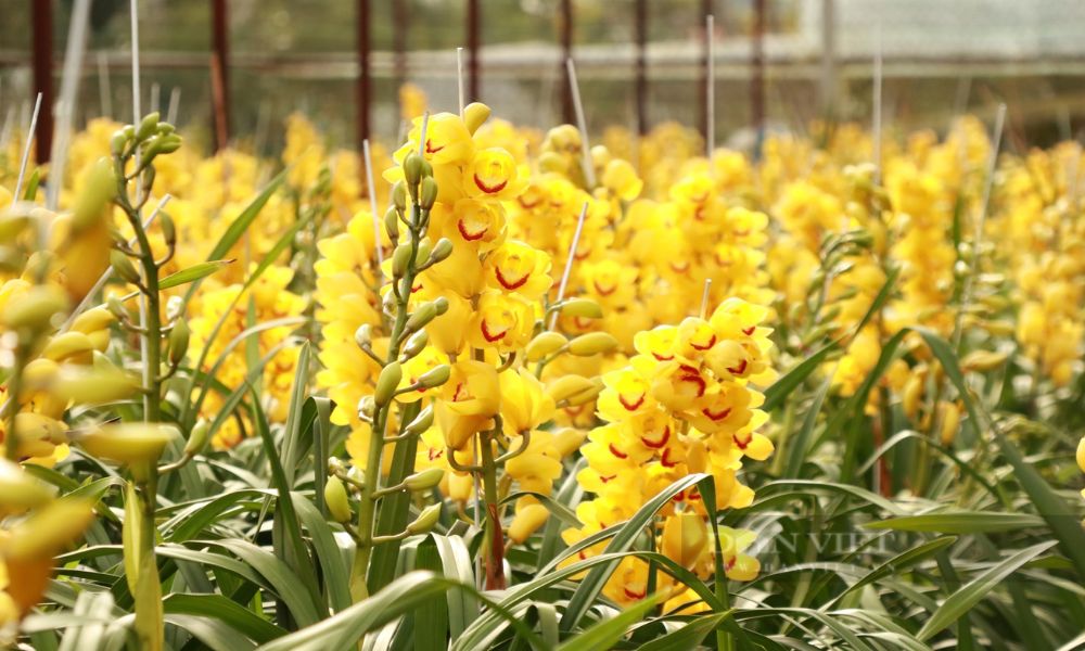 Cách chăm sóc hoa địa lan sau Tết nở đẹp, đơn giản, dễ làm