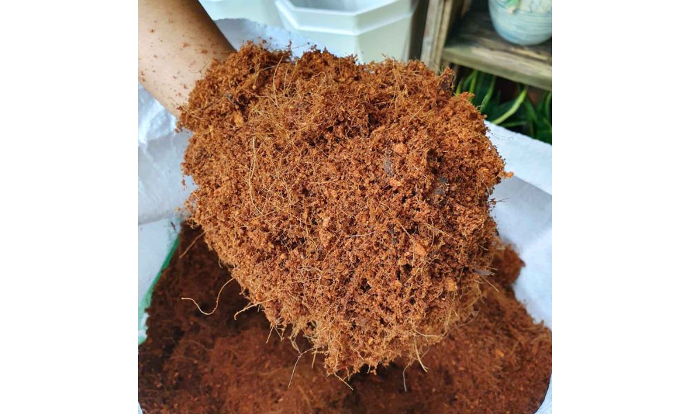 Cách làm giá thể từ xơ dừa đơn giản