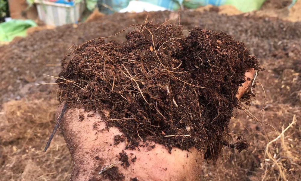 Cách làm giá thể từ xơ dừa đơn giản