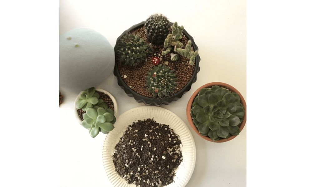 Cách trộn đất trồng sen đá đúng kỹ thuật
