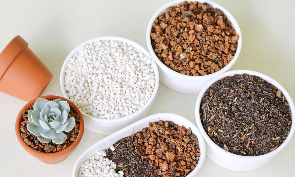 Cách trộn đất trồng sen đá đúng kỹ thuật