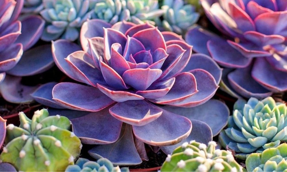 Cách trộn đất trồng sen đá đúng kỹ thuật