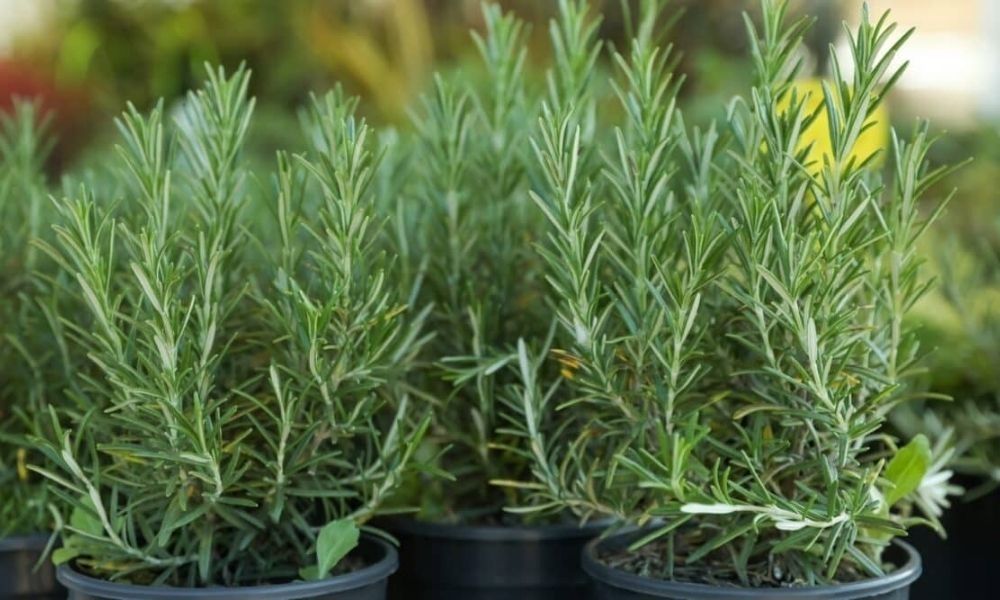 Cách trồng cây hương thảo đơn giản tại nhà, ai cũng làm được