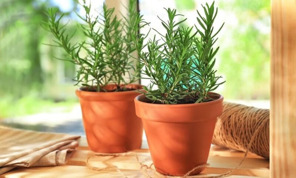 Cách trồng cây hương thảo đơn giản tại nhà, ai cũng làm được