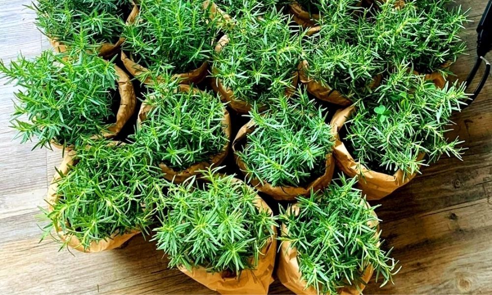 Cách trồng cây hương thảo đơn giản tại nhà, ai cũng làm được