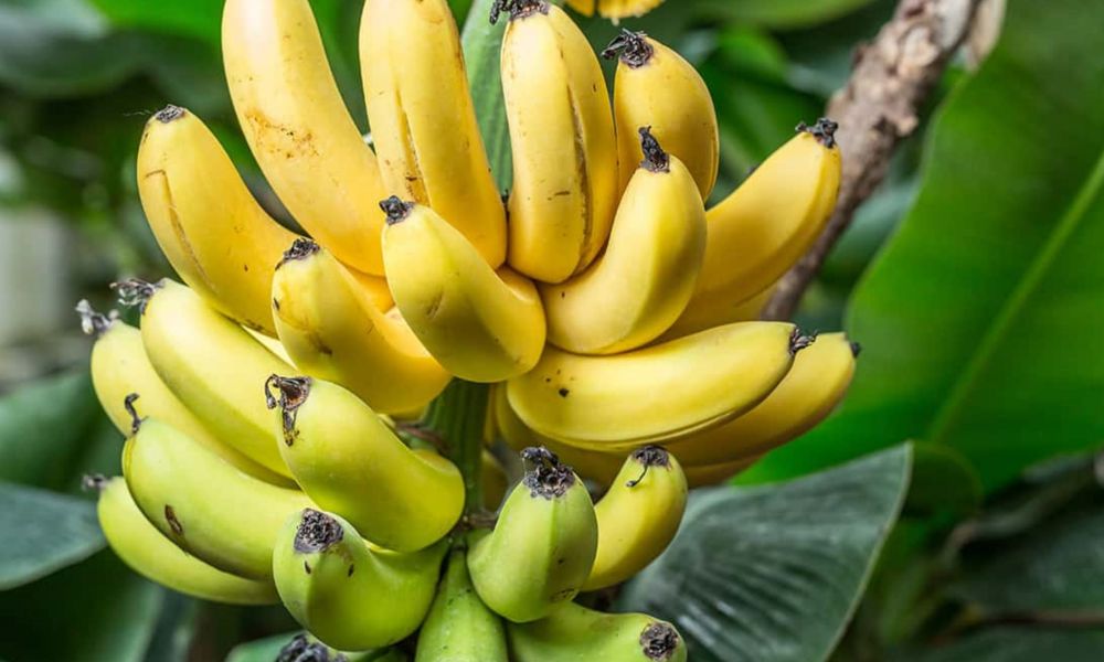 Cách trồng chuối chuẩn kỹ thuật cho năng suất cao, dễ chăm sóc