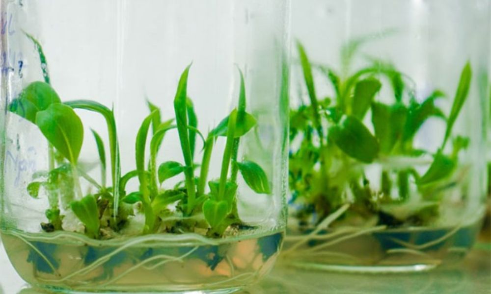 Cách trồng chuối chuẩn kỹ thuật cho năng suất cao, dễ chăm sóc