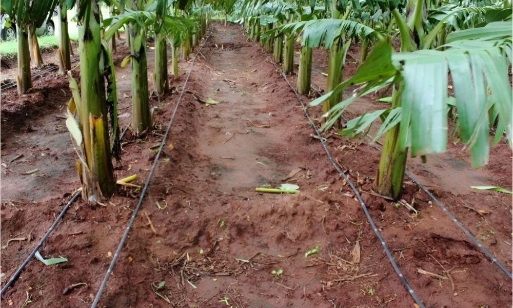 Cách trồng chuối chuẩn kỹ thuật cho năng suất cao, dễ chăm sóc
