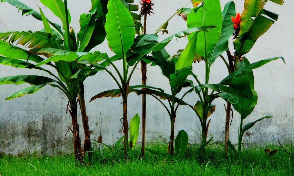Cách trồng chuối chuẩn kỹ thuật cho năng suất cao, dễ chăm sóc