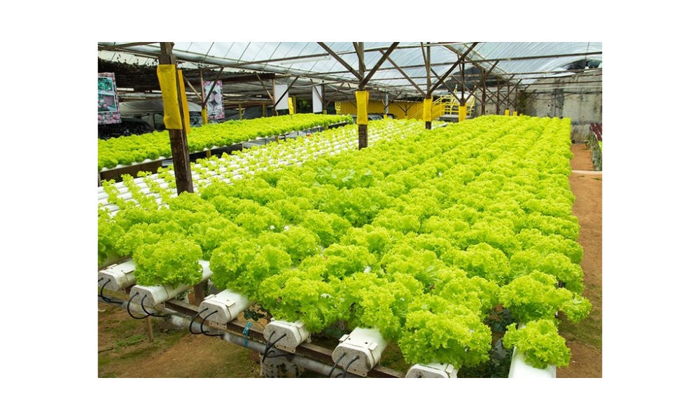 Trồng rau không cần đất là gì?