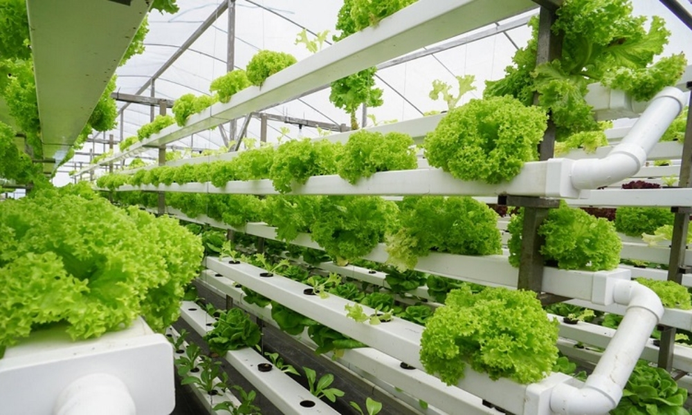 Sau khi rau đã có rễ ổn định và di chuyển đến hệ thống thủy canh