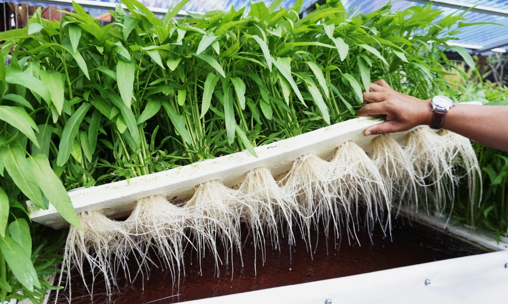 Cây trường thành khi trồng với phương pháp thủy canh