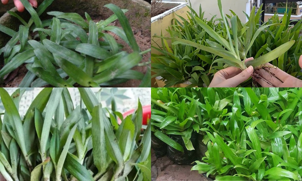 Cách trồng cây linh chi thảo bằng phương pháp tách nhánh