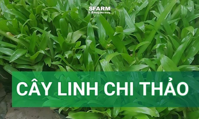 Cây linh chi thảo và công dụng