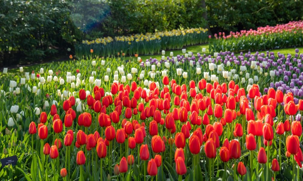 Hoa tulip có trồng lại được không?