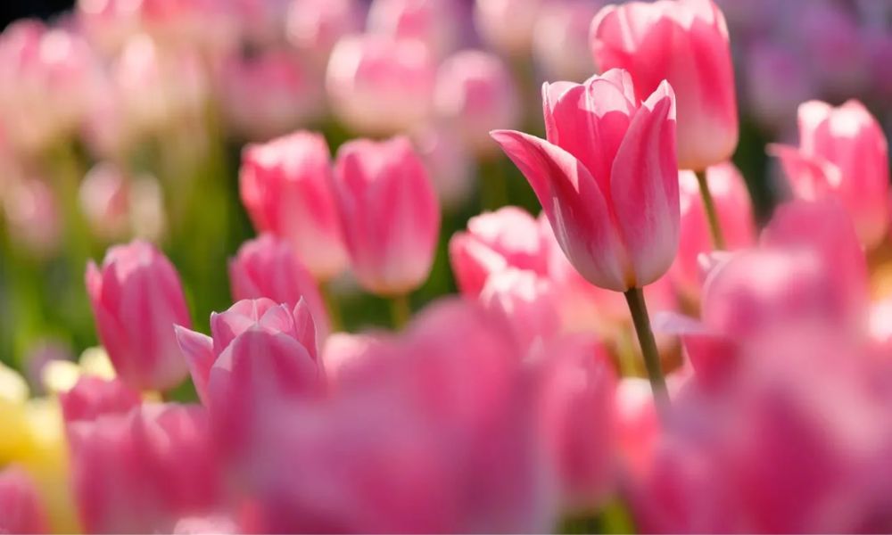 Hoa tulip có trồng lại được không?