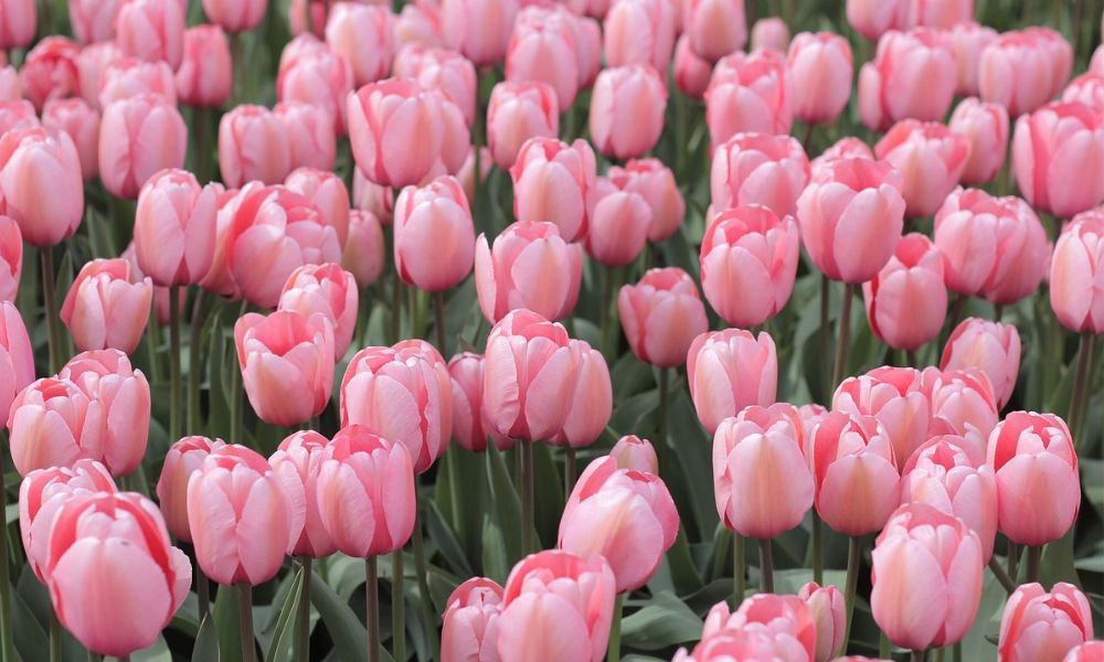 Hoa tulip có trồng lại được không?