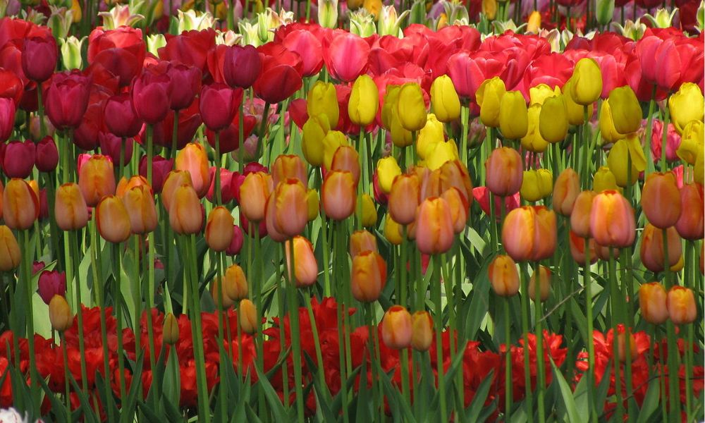 Hoa tulip có trồng lại được không?