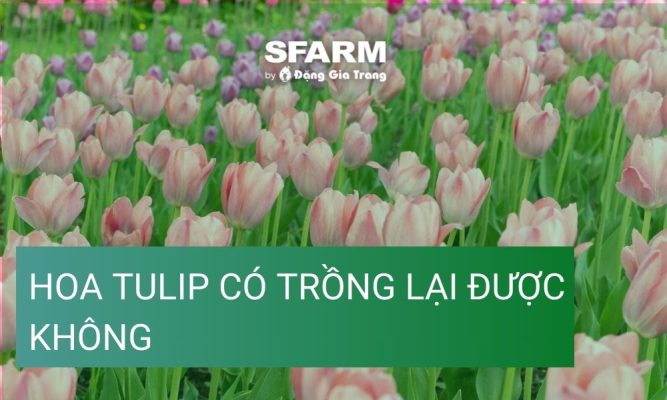 hoa tulip co trong lai duoc khong cach trong lai sau tet thumb