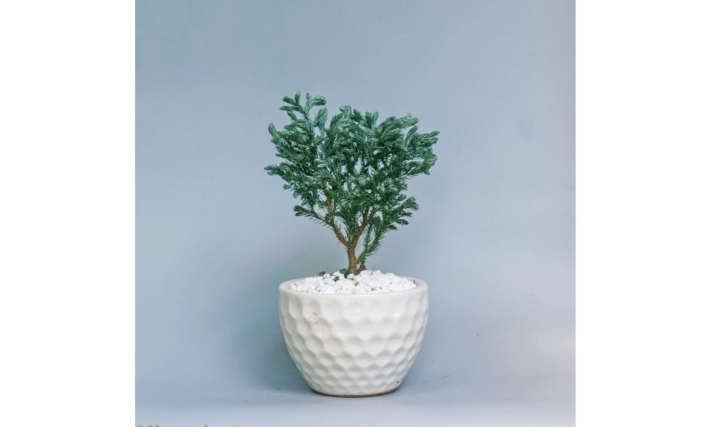 Các mẫu tùng để bàn đẹp 