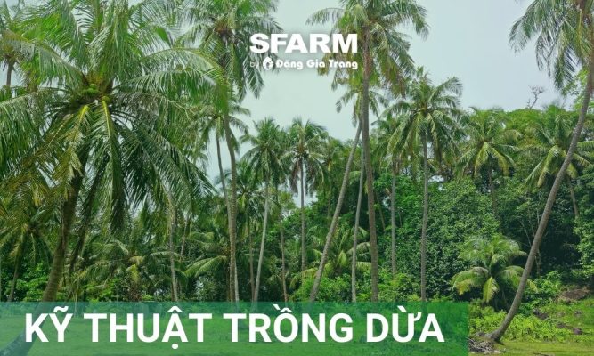 Kỹ thuật trồng dừa, cách chăm sóc và bón phân cho dừa