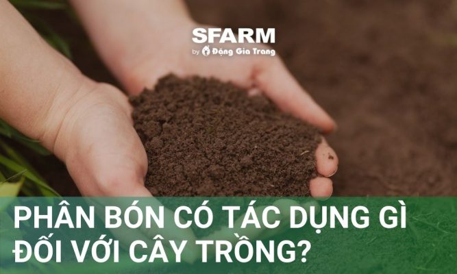 Phân bón có tác dụng gì đối với cây trồng? Tầm quan trọng, cách bón phân hiệu quả