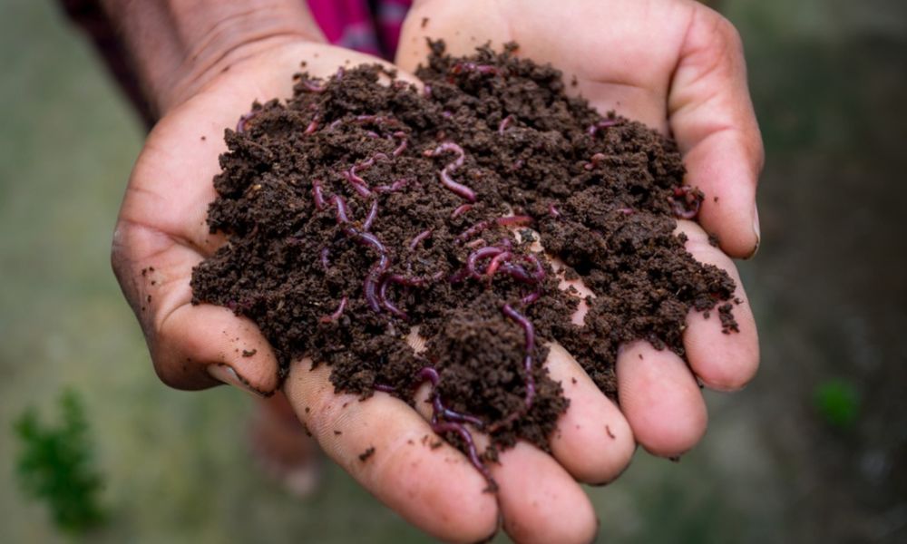 Phân bón hoa giấy: Cách chọn và sử dụng giúp cây sai hoa quanh năm