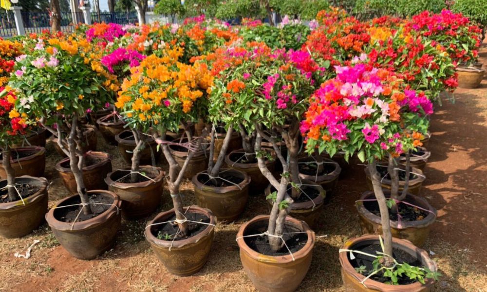 Phân bón hoa giấy: Cách chọn và sử dụng giúp cây sai hoa quanh năm