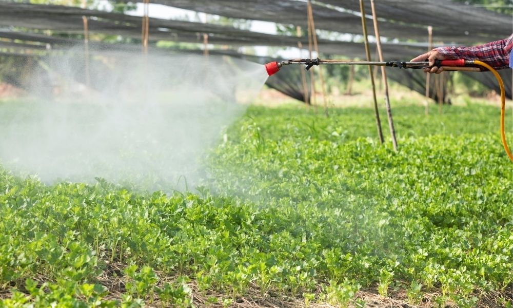 Phân bón lá cho hoa hồng: Bí quyết giúp hoa nở rộ, bền màu