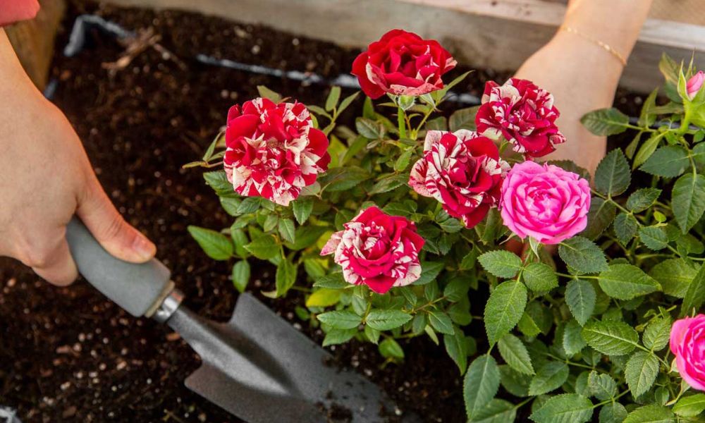 Phân bón lá cho hoa hồng: Bí quyết giúp hoa nở rộ, bền màu