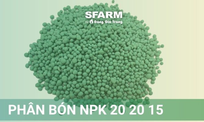 Phân bón NPK 20 20 15 là gì? Công dụng và cách sử dụng hiệu quả