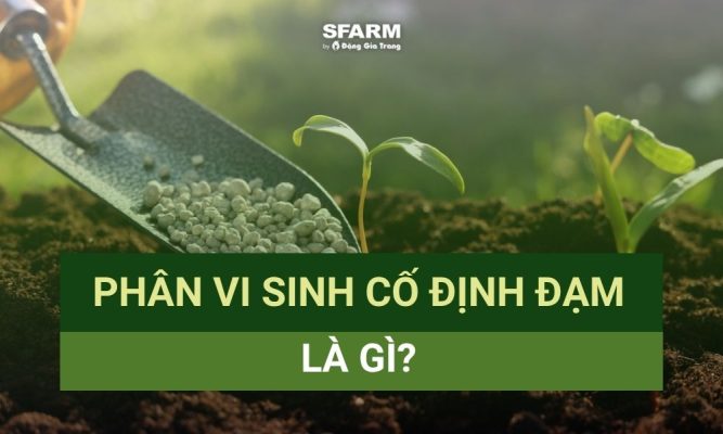 Phân bón vi sinh cố định đạm