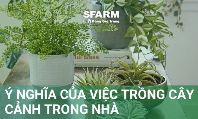 y nghia cua viec trong cay canh trong nha trong khoa hoc phong thuy thumb